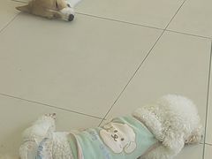 -怪兽屋·羊驼·猫咖·狗咖(俊华广场店)