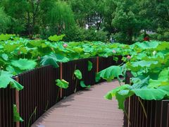 -陈家山荷花公园