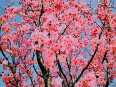 -顾村公园