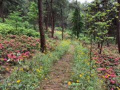 -铁山坪森林公园