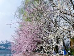 -桃花堤公园