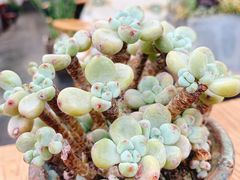 -北马山庄植趣咖啡
