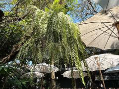 -Fern Forest Cafe