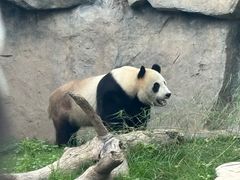 -上海野生动物园