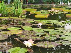 -莲花池公园