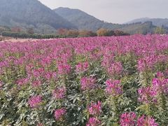 -径山花海