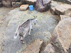 -神户市立六甲山牧场