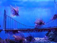 -太平洋海底世界