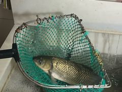 -三味鱼屋(琥珀山庄店)
