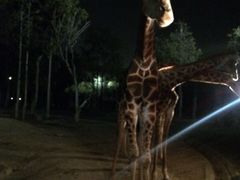 -清迈夜间动物园