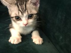 -猫大福·Fortune Cat猫舍(百子湾店)
