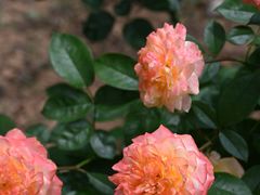 -武汉紫薇都市田园