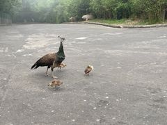 -西霞口神雕山野生动物世界