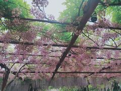-嘉定紫藤园