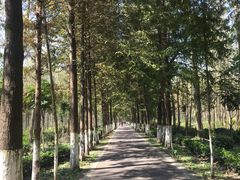 -合肥滨湖国家森林公园