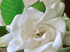 -碧云国际社区·晓园