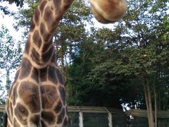 -清迈夜间动物园