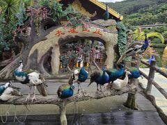 -西双版纳原始森林公园
