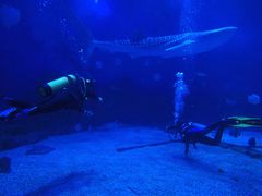 -烟台海昌鲸鲨海洋公园