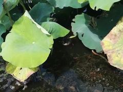 -西湖游船