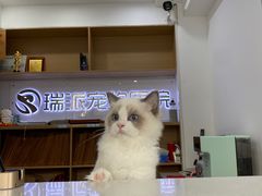-瑞派天使宠物医院·神经外科·骨科·核磁(洛川中路店)