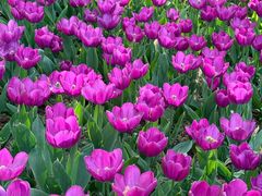 -洛阳郁金香牡丹园