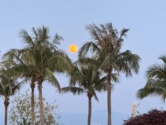 -宝藏绿洲(万象前海店)