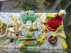 -大自然花鸟鱼虫市场