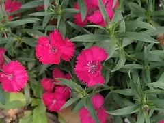 -俭朴菜(鲁磨路店)