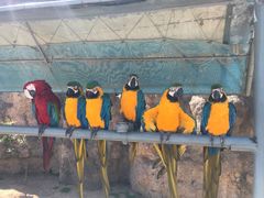 -西霞口神雕山野生动物世界