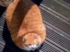 -深圳大学城（南区）体育中心-游泳馆