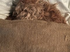 -小叮当动物医院·骨科·眼科