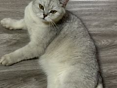 -佳怡动物医院·平价24小时·猫专科骨外科