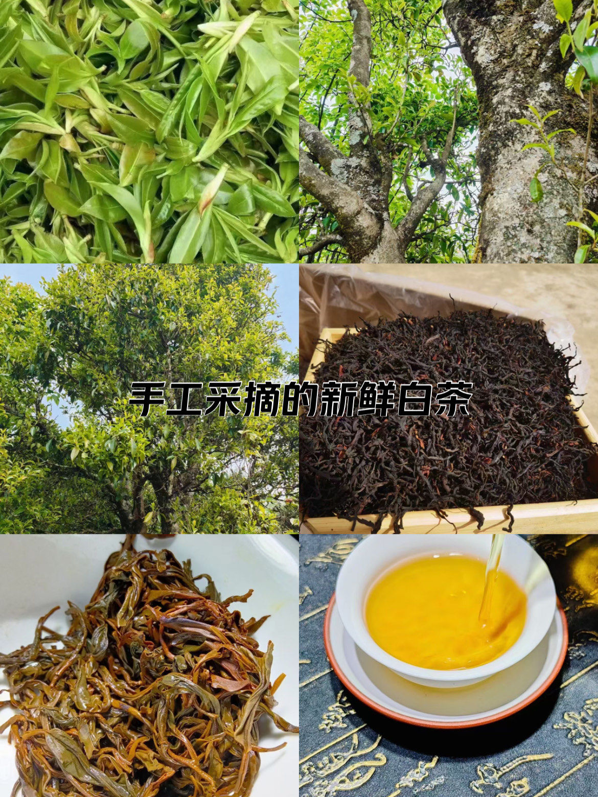 手工采摘的新鲜红茶