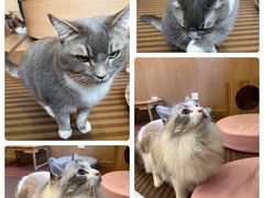 -MOCHA明星猫咖(田子坊店)