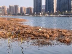 -金沙湖公园