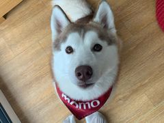 -Husky Go! 哈士奇体验馆·宠物咖啡厅狗咖