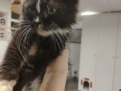 -楼上猫咖(罗湖店)