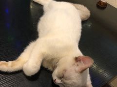 -猫小院猫主题咖啡厅(北锣店)