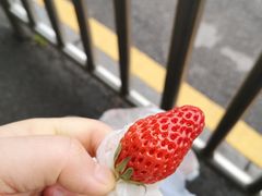 -红星农博物流中心