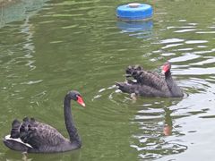 -合肥野生动物园