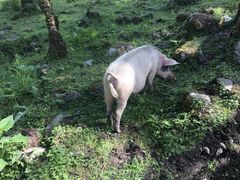 -硗碛藏寨·神木垒景区