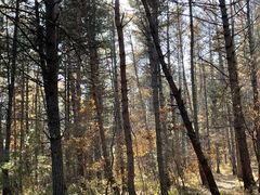 -帽儿山国家森林公园