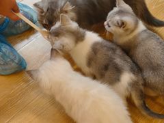 -猫咪派对(江南西店)