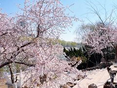 -桃花堤公园