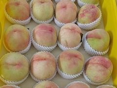 -老袁家蜜桃农场·阳山水蜜桃