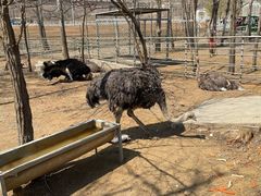 -大连铭湖国际观光牧场