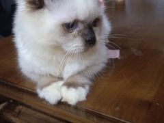 -楼上猫咖(罗湖店)