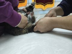 -中农国际动物医院24小时·猫科·骨科·急重症中心