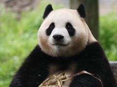 -都江堰中华大熊猫苑